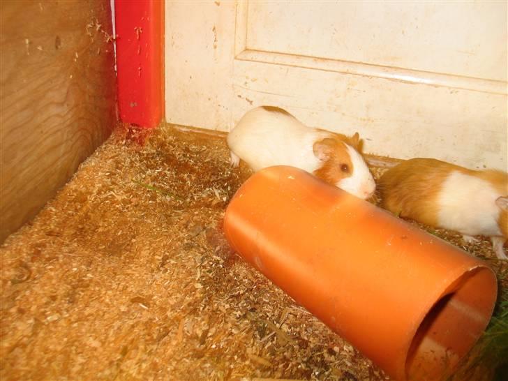 Marsvin Afred  billede 3