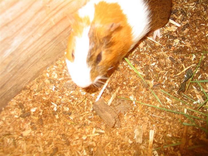 Marsvin Afred  billede 4