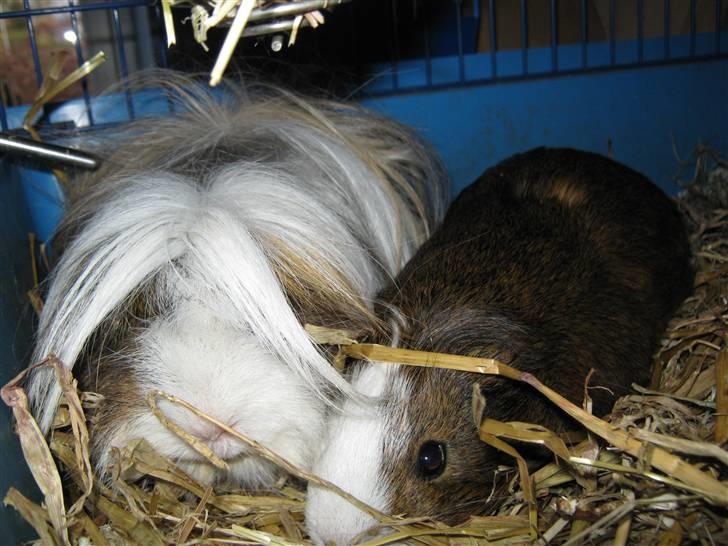 Marsvin Thomas Von Nitouche  billede 14