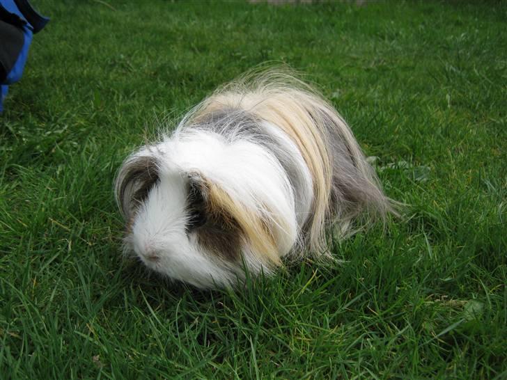 Marsvin Thomas Von Nitouche  billede 15