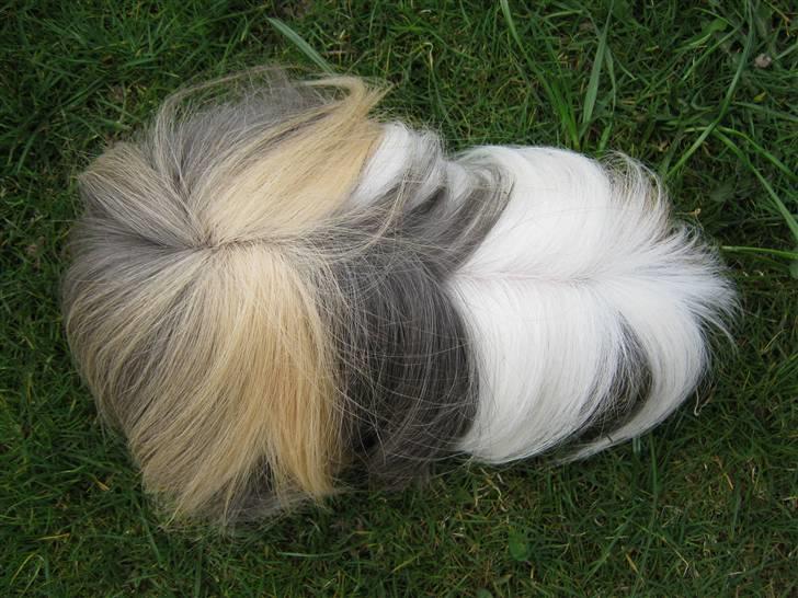 Marsvin Thomas Von Nitouche  billede 16