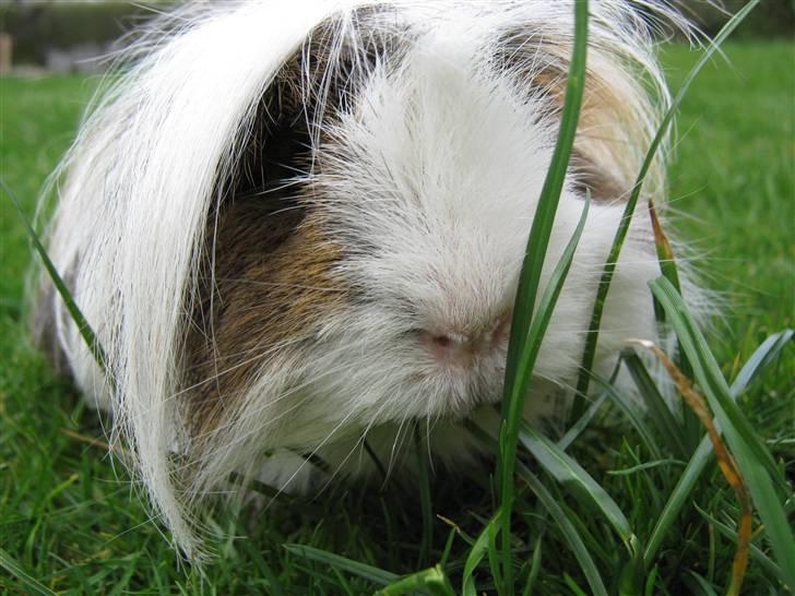 Marsvin Thomas Von Nitouche  billede 17