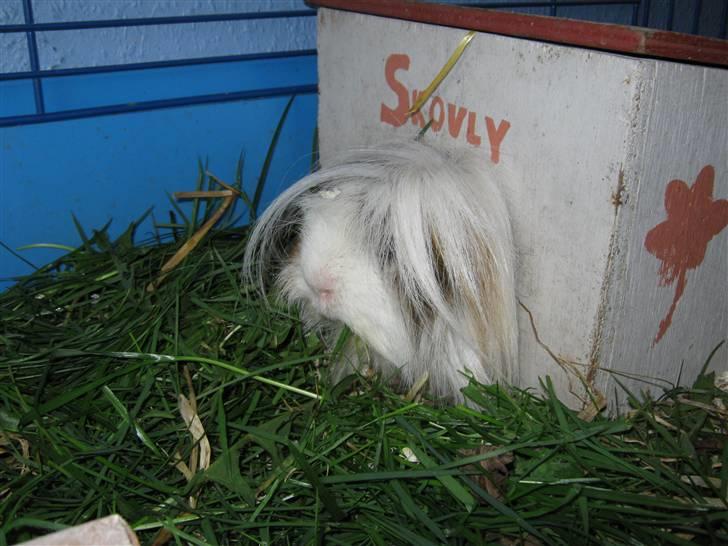 Marsvin Thomas Von Nitouche  billede 18