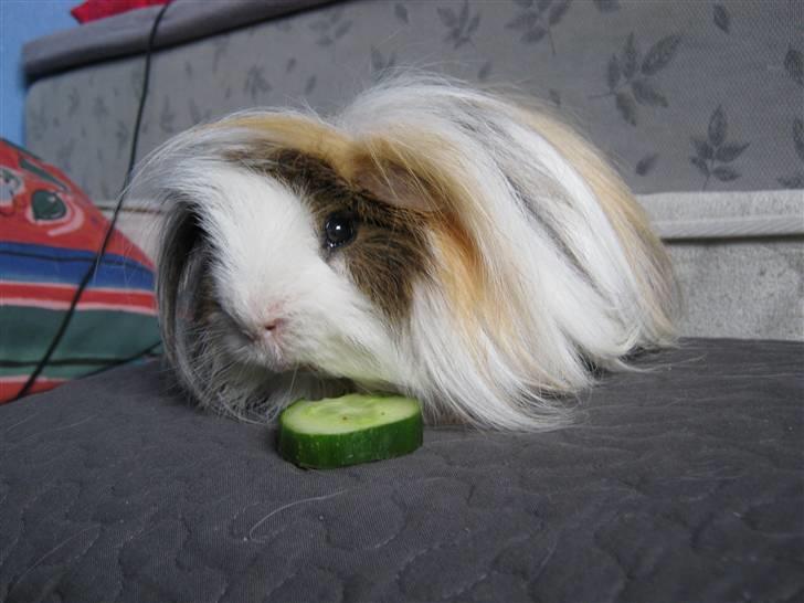 Marsvin Thomas Von Nitouche  billede 19