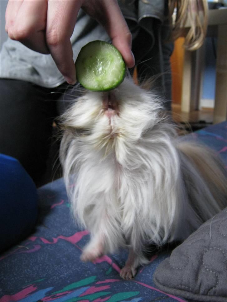 Marsvin Thomas Von Nitouche  billede 20