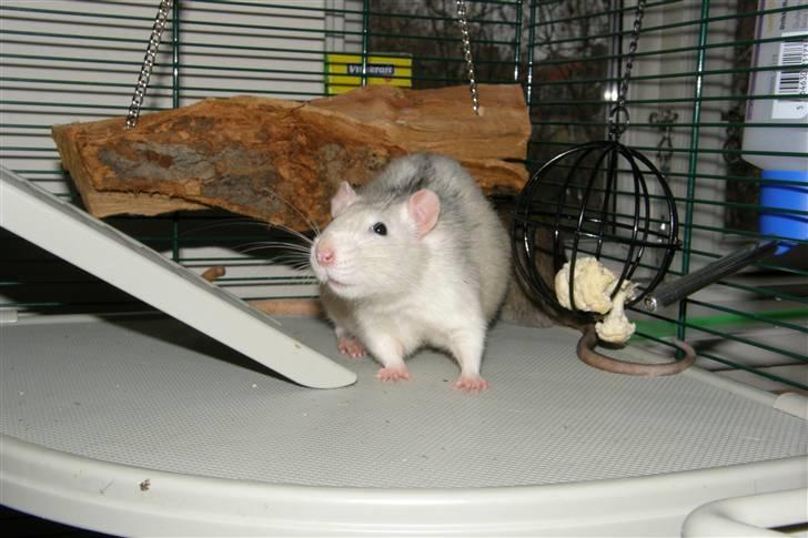 Tamrotte Incendia †Jack Skellington† billede 1