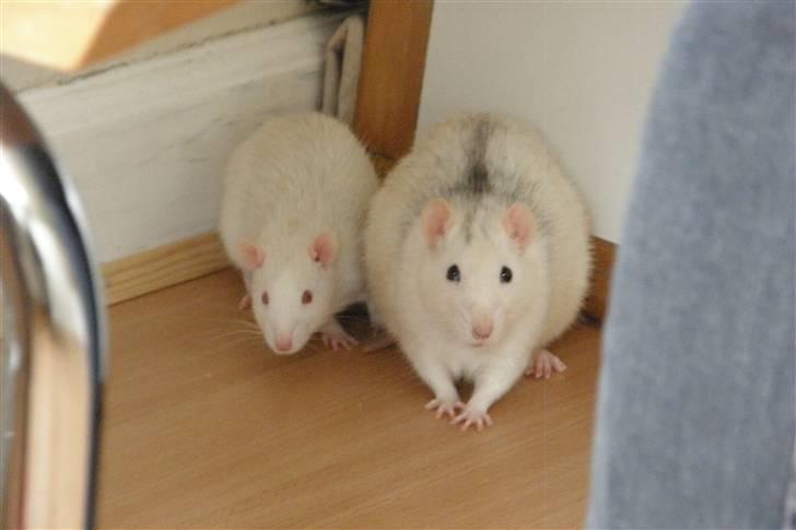 Tamrotte Incendia †Jack Skellington† - Jack og Steve billede 2