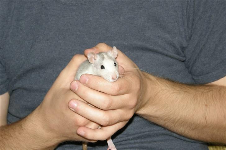 Tamrotte Incendia †Jack Skellington† billede 3