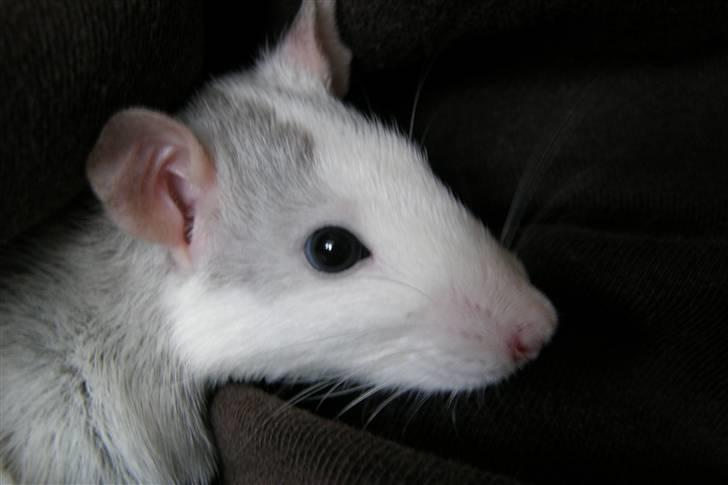 Tamrotte Incendia †Jack Skellington† billede 4