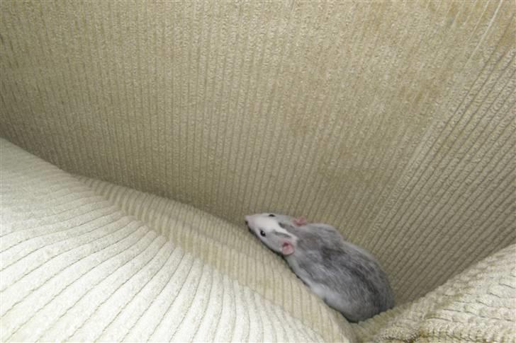 Tamrotte Incendia †Jack Skellington† billede 5