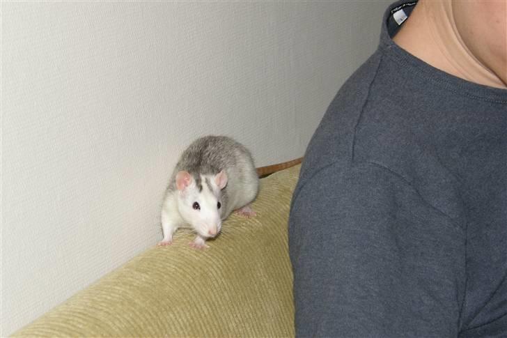 Tamrotte Incendia †Jack Skellington† billede 6