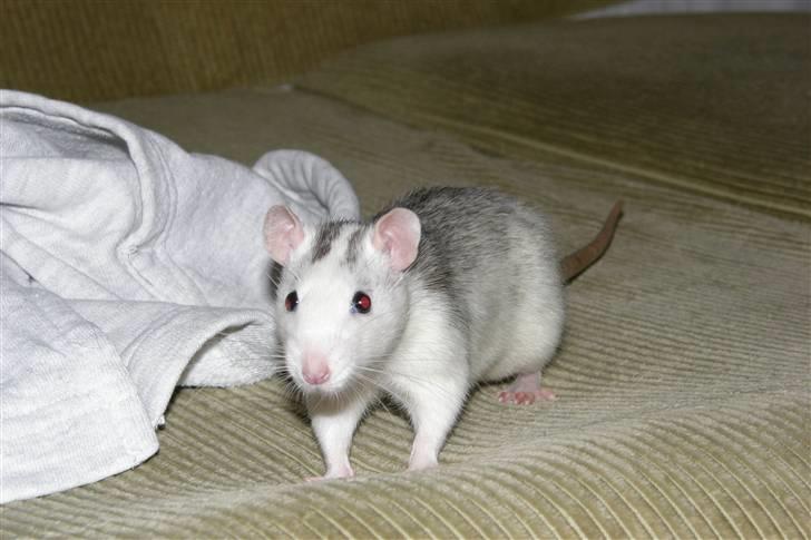 Tamrotte Incendia †Jack Skellington† billede 7