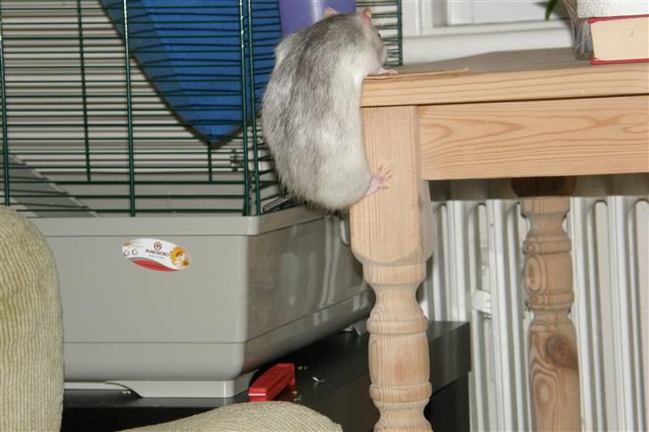 Tamrotte Incendia †Jack Skellington† billede 8