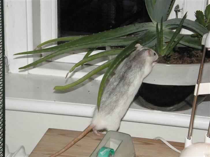 Tamrotte Incendia †Jack Skellington† billede 9