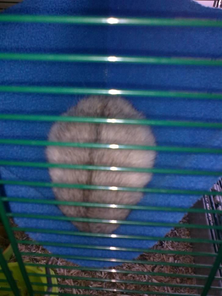 Tamrotte Incendia †Jack Skellington† - Sære sovevaner billede 11