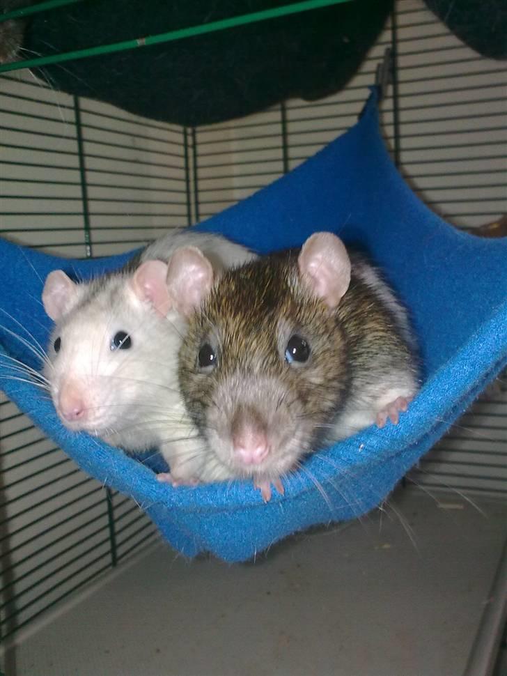 Tamrotte Incendia †Jack Skellington† billede 12