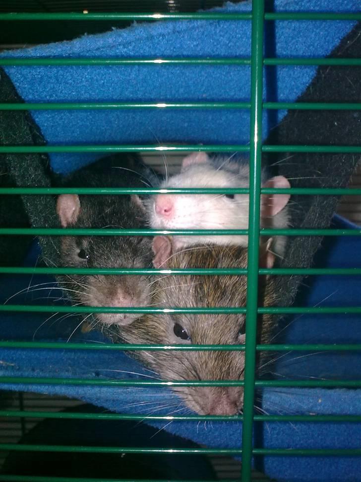 Tamrotte Incendia †Jack Skellington† - Hygge i hængekøjen med Ichabod og Lucky billede 13