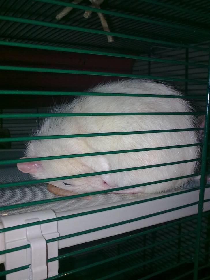 Tamrotte Incendia †Jack Skellington† billede 14