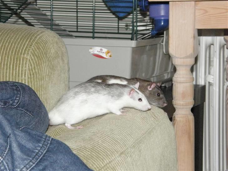 Tamrotte Incendia †Jack Skellington† billede 15