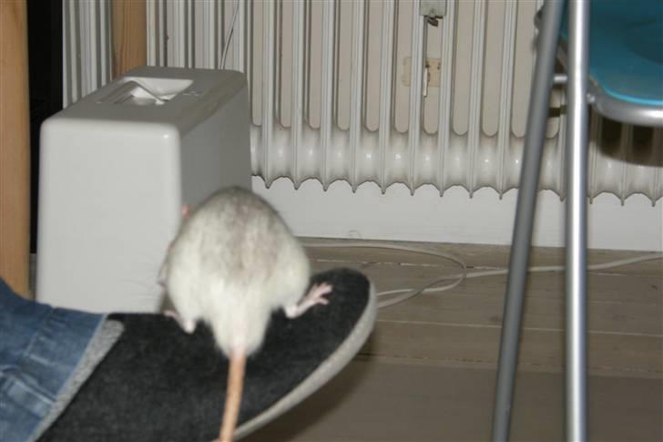 Tamrotte Incendia †Jack Skellington† - Når enden er god... billede 16