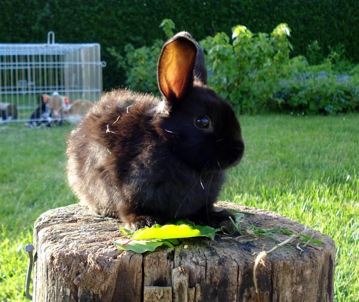 Kanin | Bonga - 2# Lille baby Bonga :) <3 Foto: Signe Bendsen 22.05.2007 billede 2