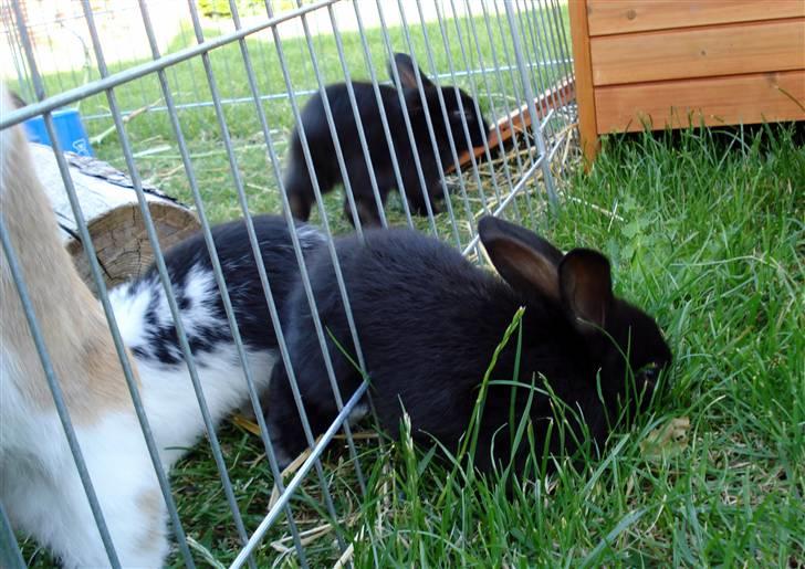 Kanin | Bonga - 3# Udbrydder kongen over alle ! :) Han var den første der fandt ud af man kunne gå igennem tremmerne, og da han var den mindste blev han ved med det MEGET længe xD Foto: Signe Bendsen 22.05.2007 billede 3