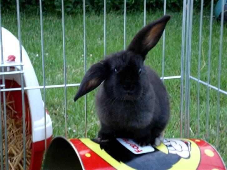 Kanin | Bonga - 4# Hihi lille Bonga laver ballade ! :) Foto: Signe Bendsen 30.05.2007 billede 4