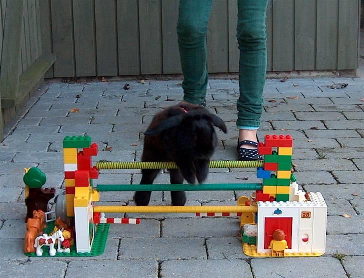 Kanin | Bonga - 5# Bonga, dengang jeg trænede hoptræning med ham :) Desværre synes han ikke det var sjovt, så stoppede selvom han havde talent! Foto: Signe Bendsen 27.09.2007 billede 5