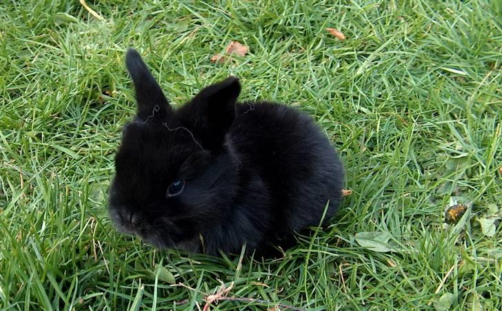 Kanin | Bonga - 6# Bonga kun 21 dage gammel :) Han blev født den 1 april, så alle troede det var en aprilsnar ;) Foto: Signe Bendsen 21.04.2007 billede 6