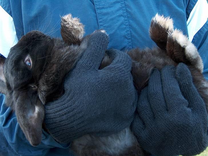 Kanin | Bonga - 7# Bonga ligger som en lille baby i min mors arme :) En rigtig hygge-familie-kanin :) Foto: Signe Bendsen 09.02.2009 billede 7