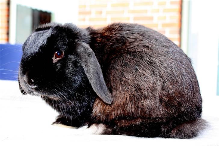 Kanin | Bonga - 8# Smukke Bonga på havebordet :) Foto: Signe Bendsen 23.05.2009 billede 8