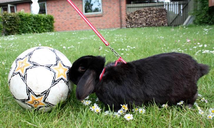 Kanin | Bonga - 9# Det er ikke for sjov han er blevet opkaldt efter en fodboldspiller ;) Foto: Signe Bendsen 23.05.2009 billede 9