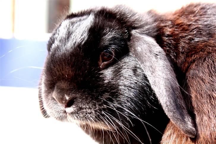 Kanin | Bonga - 10# Elskede skønne Bonga <3 Foto: Signe Bendsen 23.05.2009 billede 10