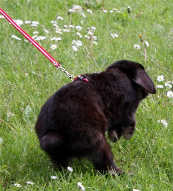 Kanin | Bonga - 11# Bonga med fuld fart på i haven :) Foto: Signe Bendsen 23.05.2009 billede 11