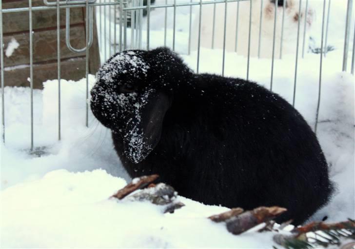 Kanin | Bonga - 12# Mit lille sneuhyr ;) Foto: Signe Bendsen 30.01.2010 billede 12