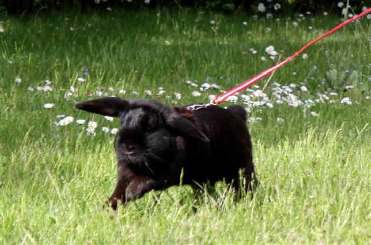 Kanin | Bonga - 13# WREEUUMM min lille turbo kanin :) <3 Foto: Signe Bendsen 23.05.2009 billede 13