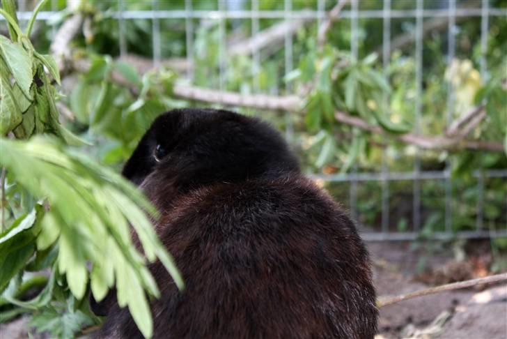 Kanin | Bonga - 14# Bonga i udeburet :) Foto: Signe Bendsen 02.06.2009 billede 14