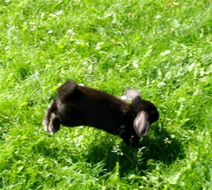 Kanin | Bonga - 15# Hehe, lille Bonga løs i haven - men lille ballademager ;) Foto: Signe Bendsen 05.08.2007 billede 15