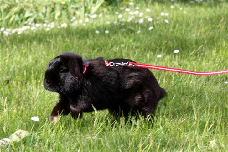 Kanin | Bonga - 16# Ham den lille dejlige gir den gas i haven ;) Foto: Signe Bendsen 23.05.2009 billede 16