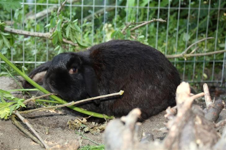 Kanin | Bonga - 17# Bonga markerrer at han har været der ;) Foto: Signe Bendsen 02.06.2009 billede 17