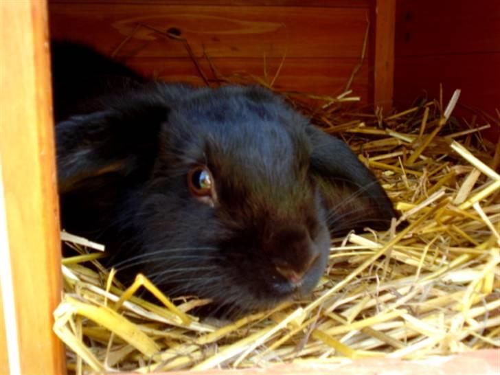 Kanin | Bonga - 18# En endnu ikke fuldvoksen Bonga ligger og nyder det dejlige vejr :) Foto: Signe Bendsen 05.08.2007 billede 18