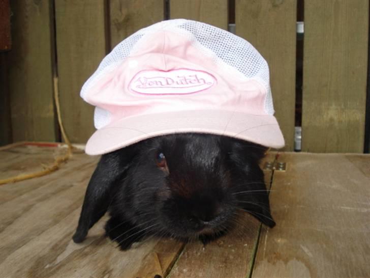 Kanin | Bonga - 19# Min lille popdreng ;) <3 Foto: Signe Bendsen 30.09.2007 billede 19