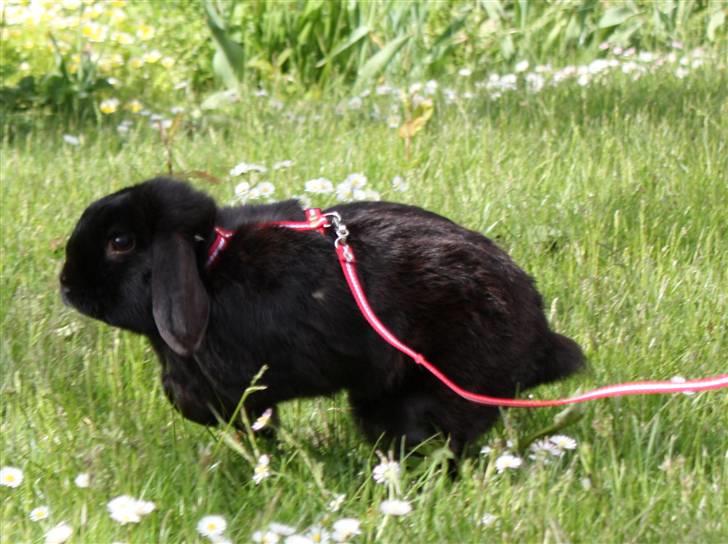 Kanin | Bonga - 20# Og endnu engang har han fart på ;) Foto: Signe Bendsen 23.05.2009 billede 20