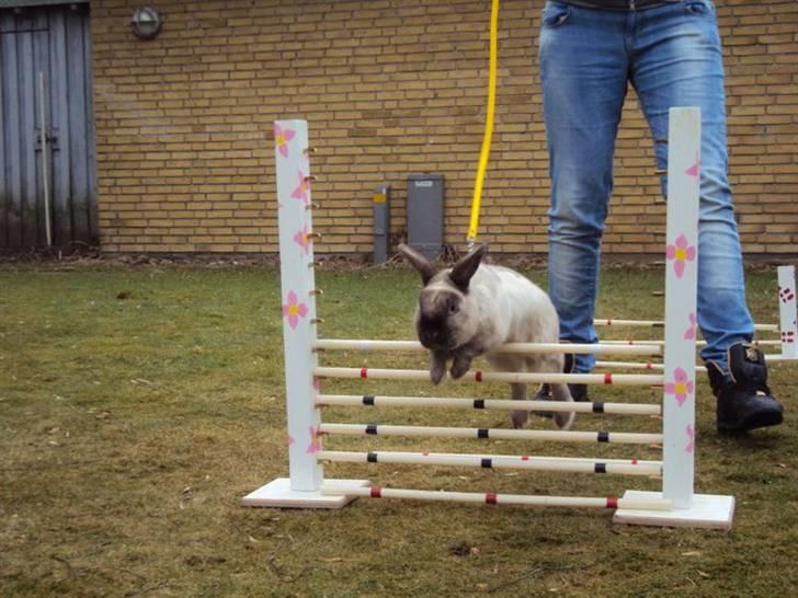 Kanin Speedy LaCour billede 1