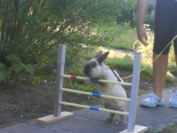 Kanin Speedy LaCour billede 2