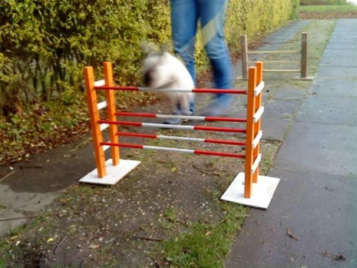 Kanin Speedy LaCour billede 3