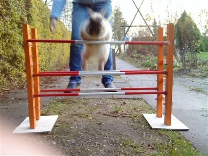 Kanin Speedy LaCour billede 4