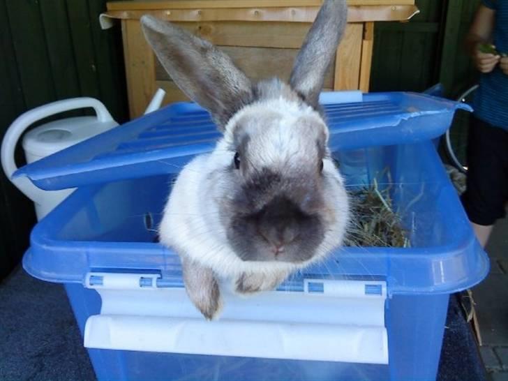 Kanin Speedy LaCour billede 5