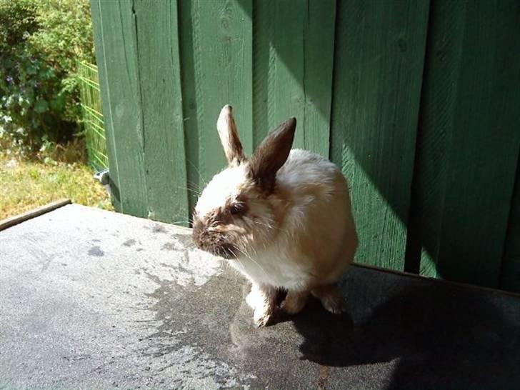 Kanin Speedy LaCour billede 6