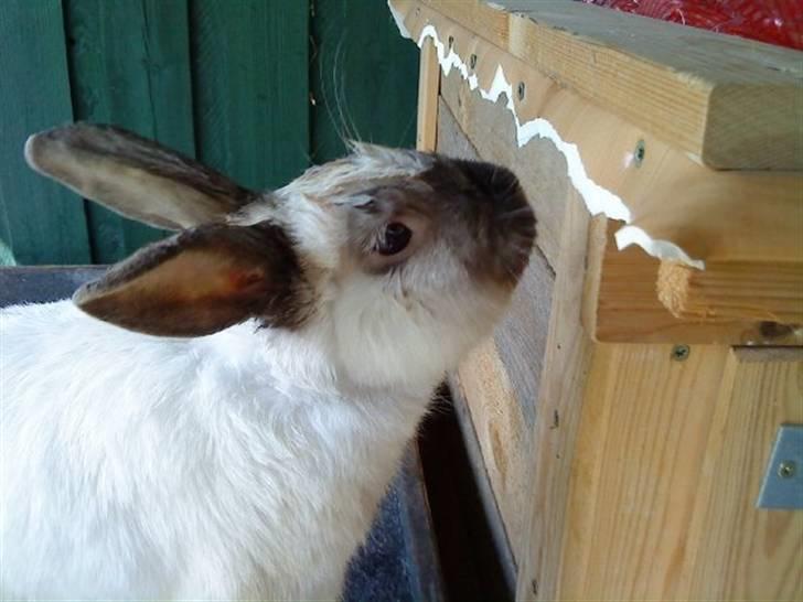 Kanin Speedy LaCour billede 7